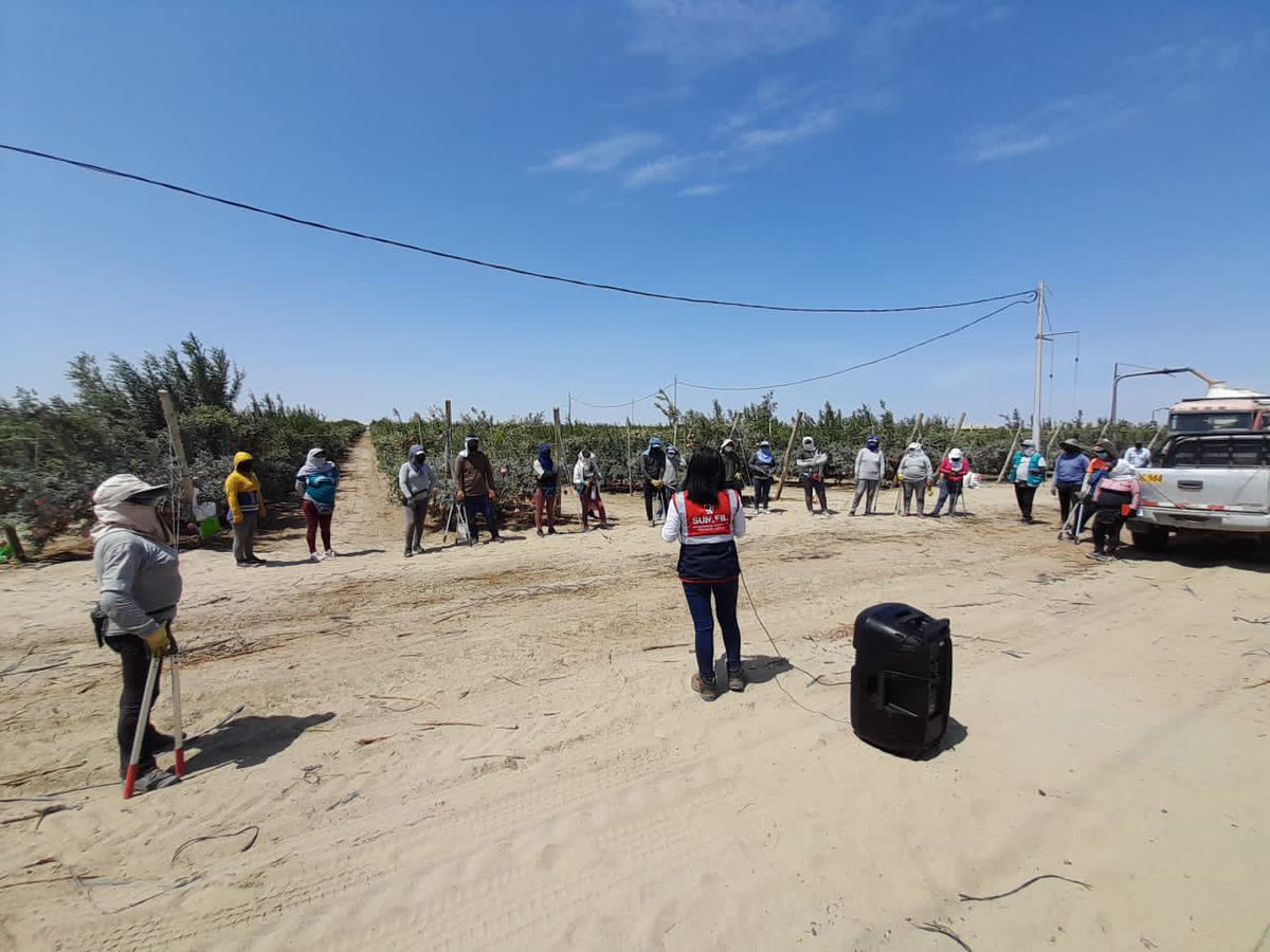 SunafilPeru's tweet photo. ✅ La #IREIca continúa instalando carteles #InfoChamba en la región. En esta ocasión visitó los fundos ALMENDRAL y PIRÁMIDE de la empresa CULTIVARES S.A.C.
✅ Con la finalidad de difundir los canales de atención, de consultas y denuncias laborales. https://t.co/RCNsnaXkpb