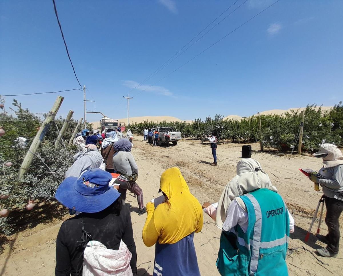 SunafilPeru's tweet photo. ✅ La #IREIca continúa instalando carteles #InfoChamba en la región. En esta ocasión visitó los fundos ALMENDRAL y PIRÁMIDE de la empresa CULTIVARES S.A.C.
✅ Con la finalidad de difundir los canales de atención, de consultas y denuncias laborales. https://t.co/RCNsnaXkpb