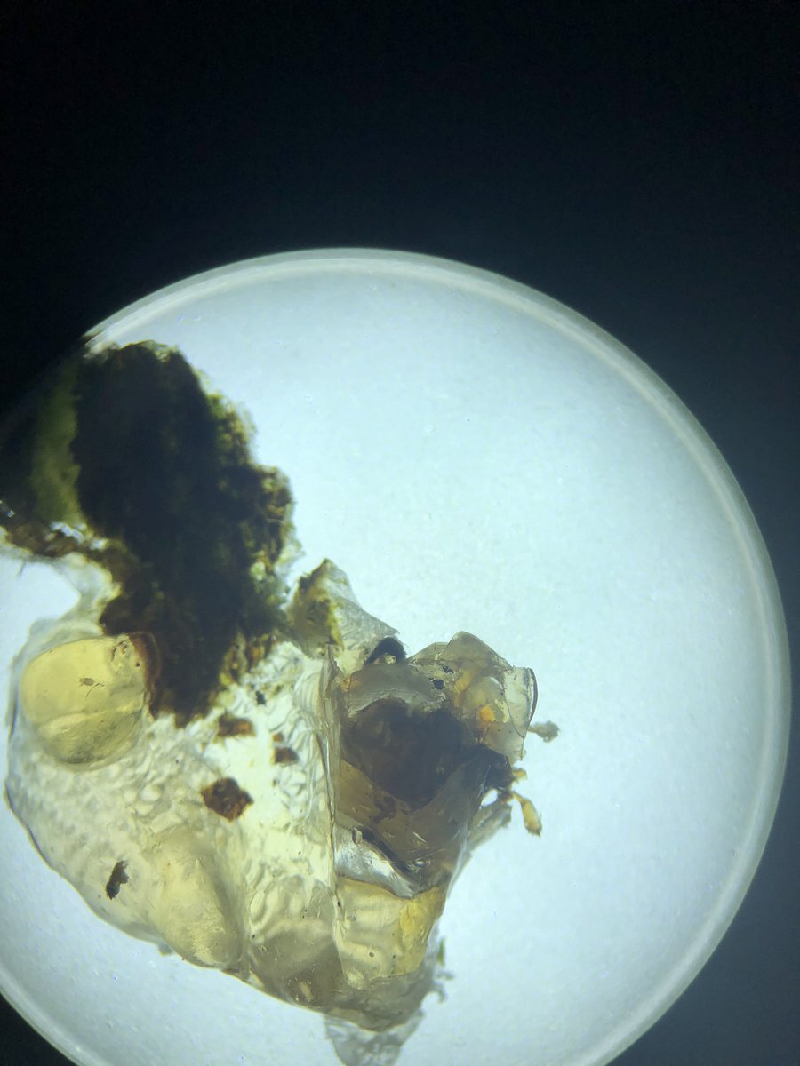 AmyJW31's tweet photo. Necrosis, gummosis and fungi - the variety of pathogens in just one garden 🪴 https://t.co/RY7x70Su4f
