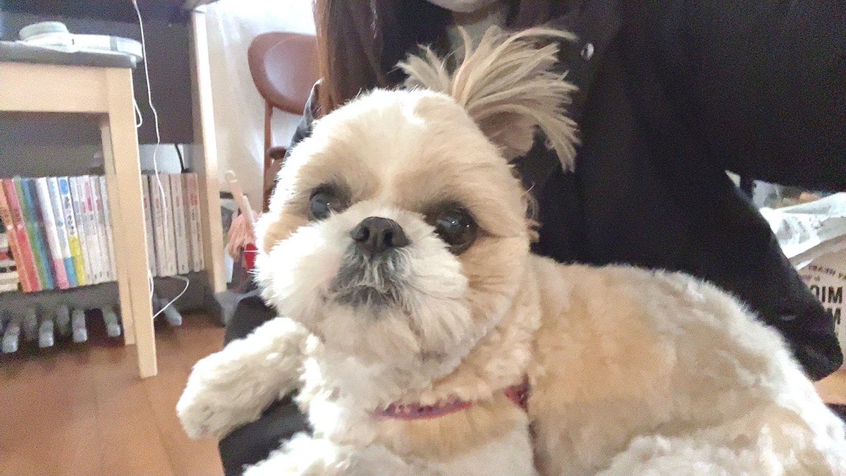 nanacoconuts's tweet photo. 🐶👧🏻👧🏻 https://t.co/JCpBQWXdVN