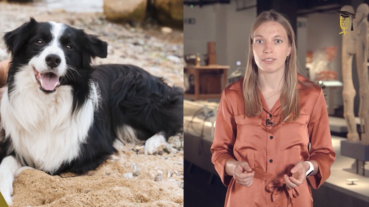 SciMingo (@scimingo) on Twitter photo In België lijden zo'n 10.000 #honden aan #epilepsie 🐕 De aanvallen zijn vaak moeilijk te verklaren & te behandelen. Fien Verdoodt <a href="/UGent_VetMed/">UGent VetMed</a> is erop gebrand nieuwe behandelingen te vinden & zoekt daarvoor op onverwachte plek: de #darmen
Bekijk de 🎥 wetenschapuitgedokterd.be/epilepsie-bij-… In België lijden zo'n 10.000 #honden aan #epilepsie 🐕 De aanvallen zijn vaak moeilijk te verklaren & te behandelen. Fien Verdoodt <a href="/UGent_VetMed/">UGent VetMed</a> is erop gebrand nieuwe behandelingen te vinden & zoekt daarvoor op onverwachte plek: de #darmen
Bekijk de 🎥 wetenschapuitgedokterd.be/epilepsie-bij-…