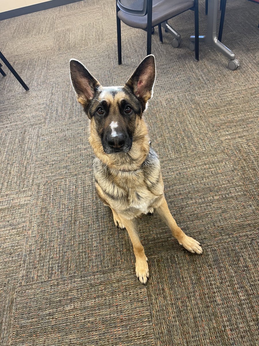 ChaskaPD's tweet photo. An officer is at @WCSO_Minnesota learning about law enforcement stress, trauma, and peer support. The clinician teaching brings Kali, a trained therapy dog. Retweet if you think we should convince the Chief to get one for our department 🐶 https://t.co/ywG8clDyLu