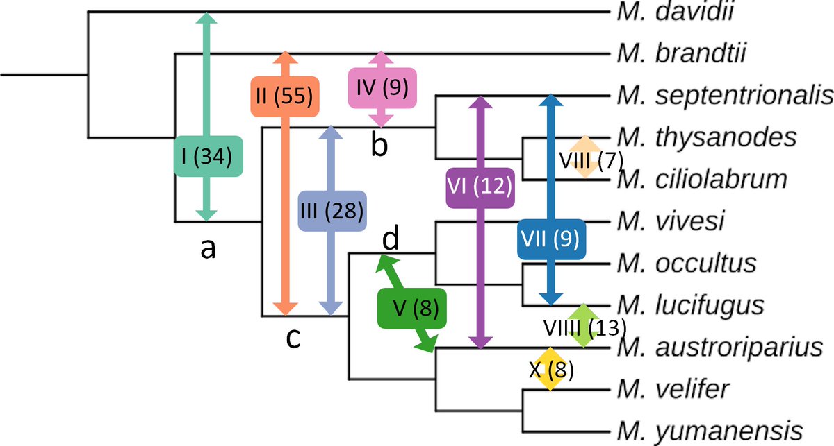 Happy to see my soon-to-defend grad student's first dissertation chapter published. "SINE-based phylogenomics reveal extensive introgression and incomplete lineage sorting in Myotis" mdpi.com/2073-4425/13/3…