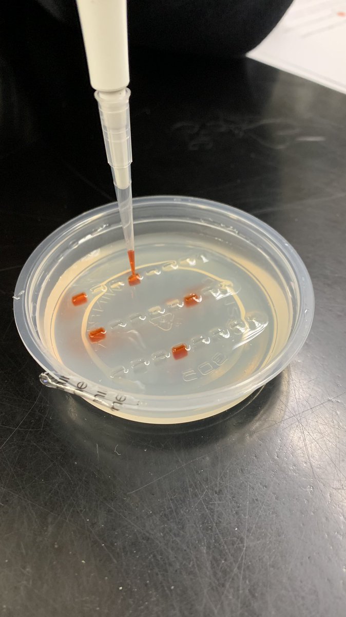 FHSBioVinson's tweet photo. Gel Electrophoresis practice. @AdminsFHS @FCSWildcats @onceawildcat78 @AnnMacKenzie @laurenvscience https://t.co/C695A5BGPq