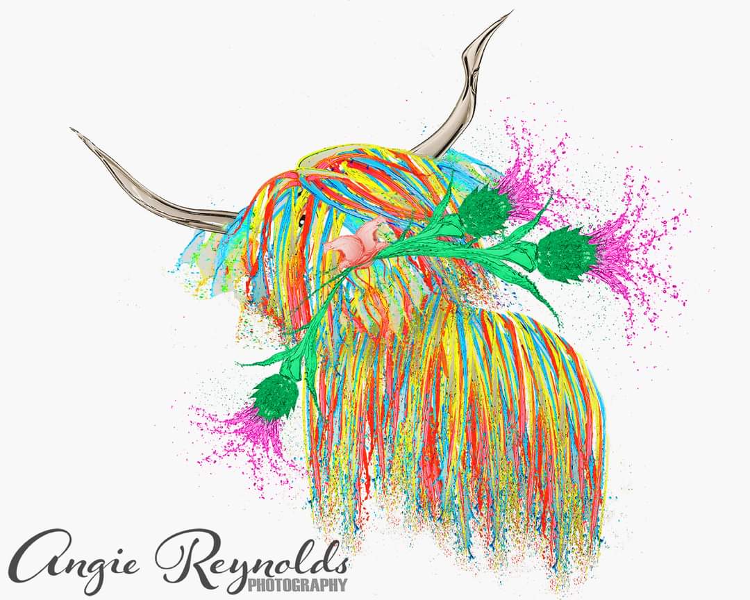 Splashy Coo With Thistles, available from the newly updated website angiereynoldsphotography.com 
#highlandcow #cow #coo #art #CraftBizParty #bizhour #womeninbiz #digitalart #Photoshop