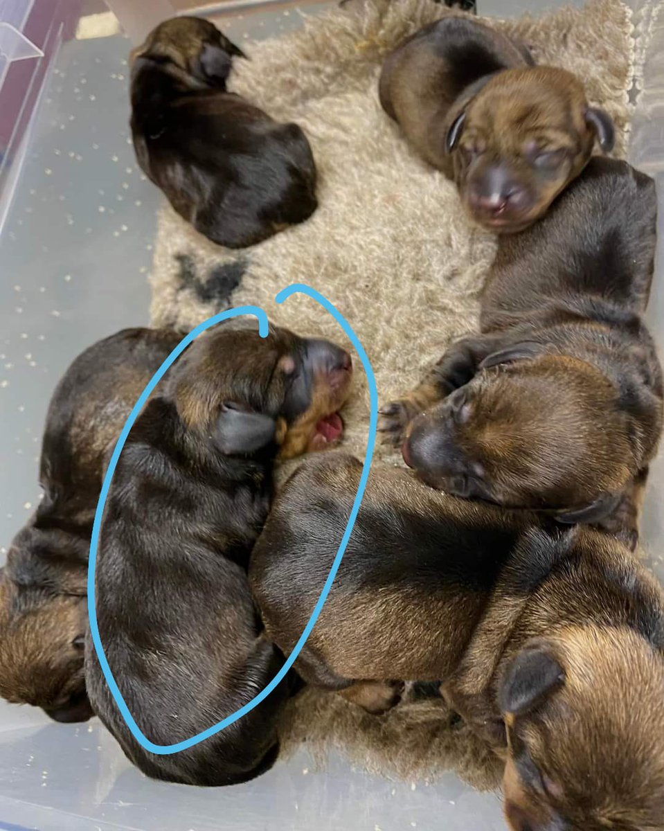 En daar is ze onze lieve leuke Loulou , roepnaam Loetje.
Nu nog heeeeeel lang wachten voordat ze komt , maar wat een mooi vooruitzicht.
#teckel #dashhond #ruwhaar #liefde