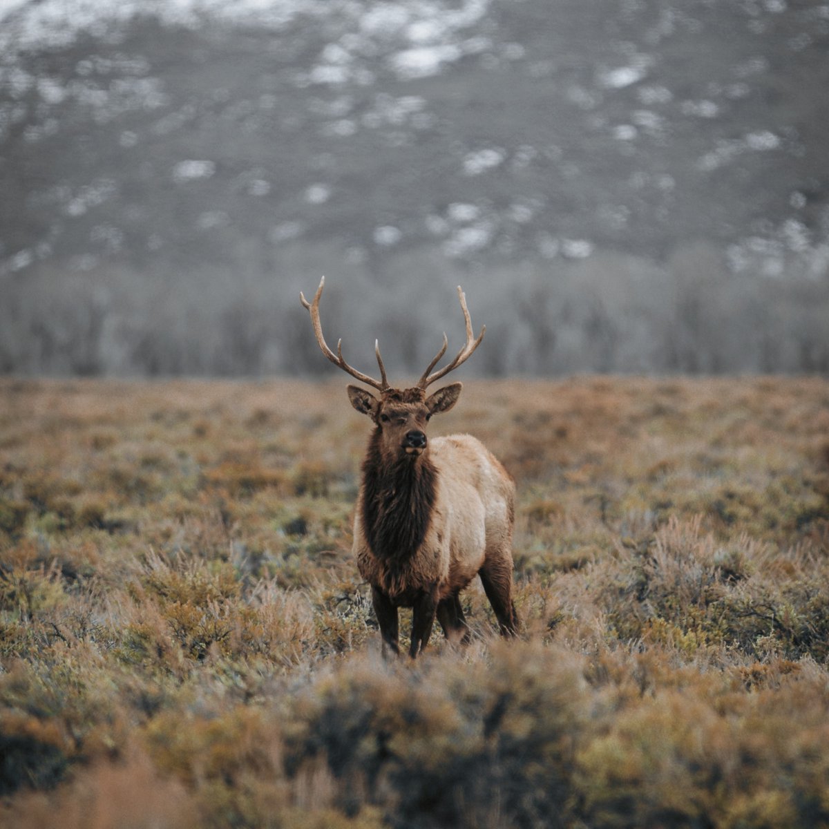 WyomingBeef's tweet photo. Happy Wyoming Wednesday! 

More than 60 species of mammals, 100 species of birds, and a half-dozen game fish live in the beautiful Jackson Hole region of Wyoming. Some refer to Wyoming as nature at its finest…we simply, and thankfully, call it home.

#WyomingWednesday https://t.co/iQPlpQ2YD8