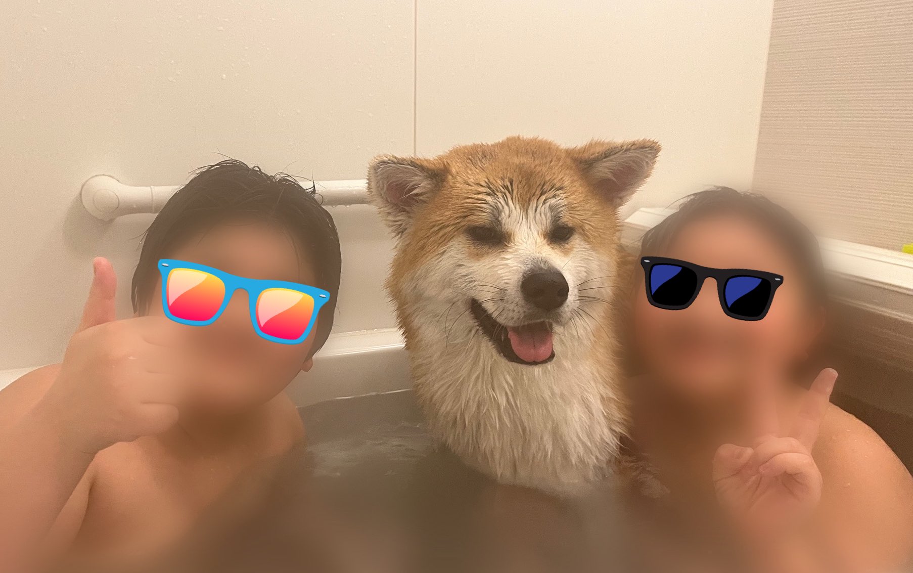 犬シャンプー Twitter Search Twitter