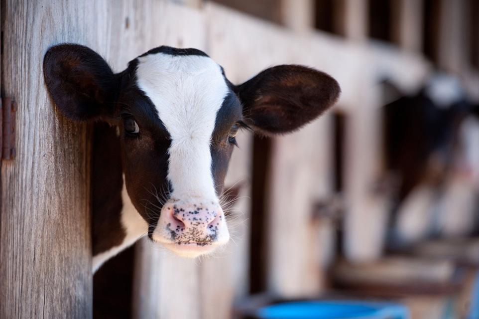 coopagro_crs's tweet photo. Did you know that Co-op Dairy Calf Starters were designed by #FeedTeam nutritional experts like @Rumen_Nation? Talk to your #FeedTeam to learn more about their benefits, and get your calves off to a healthy and productive start. #CDNDairy #Dairying https://t.co/zOg0sTJwcW