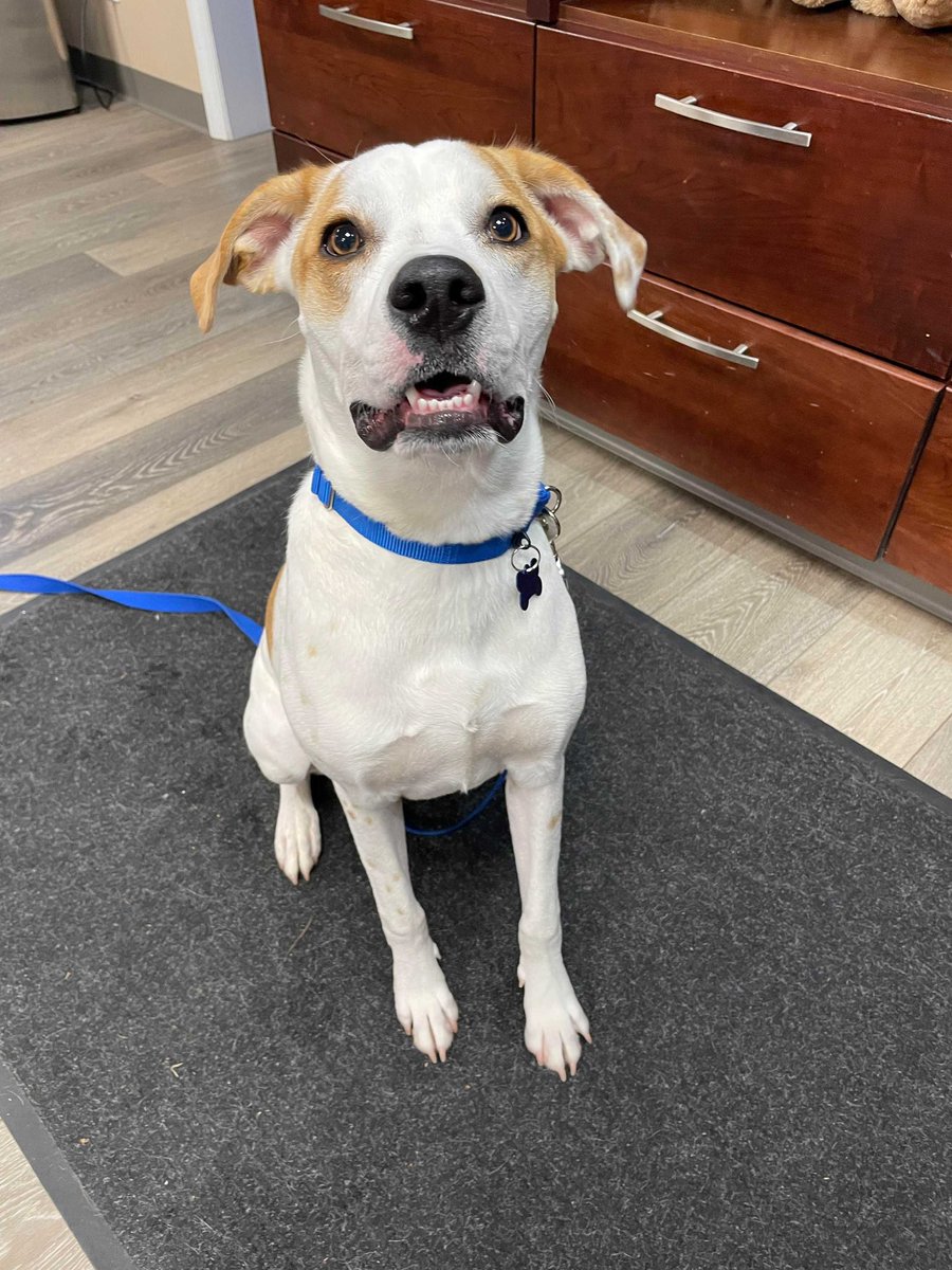 HomeforGoodDogs's tweet image. Want a fun-loving companion that is always up for adventure…then look no further than Charlie! To read more about Charlie and what he is looking for in his forever home, visit our website homeforgooddogs.org. Fill out our online application today! ❤️🐾