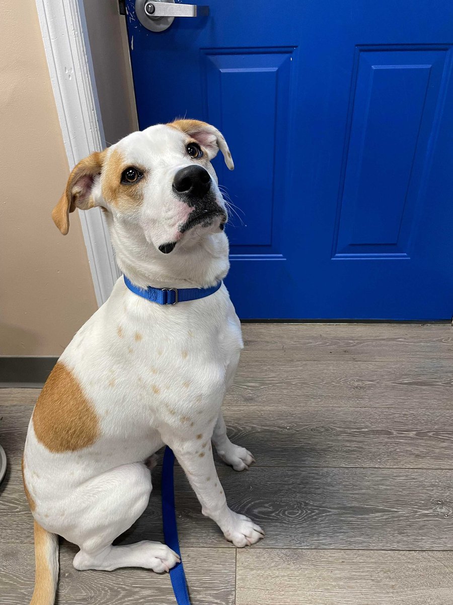 HomeforGoodDogs's tweet image. Want a fun-loving companion that is always up for adventure…then look no further than Charlie! To read more about Charlie and what he is looking for in his forever home, visit our website homeforgooddogs.org. Fill out our online application today! ❤️🐾