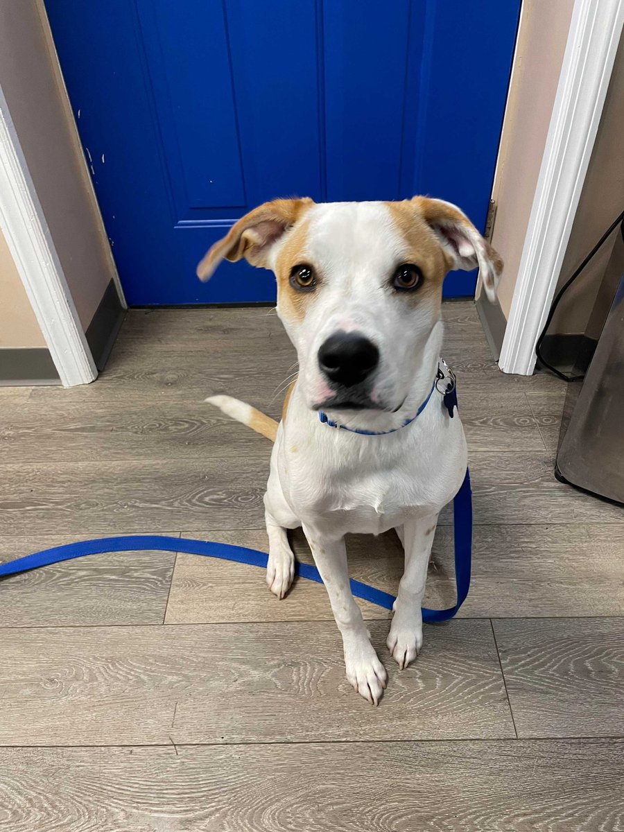 HomeforGoodDogs's tweet image. Want a fun-loving companion that is always up for adventure…then look no further than Charlie! To read more about Charlie and what he is looking for in his forever home, visit our website homeforgooddogs.org. Fill out our online application today! ❤️🐾