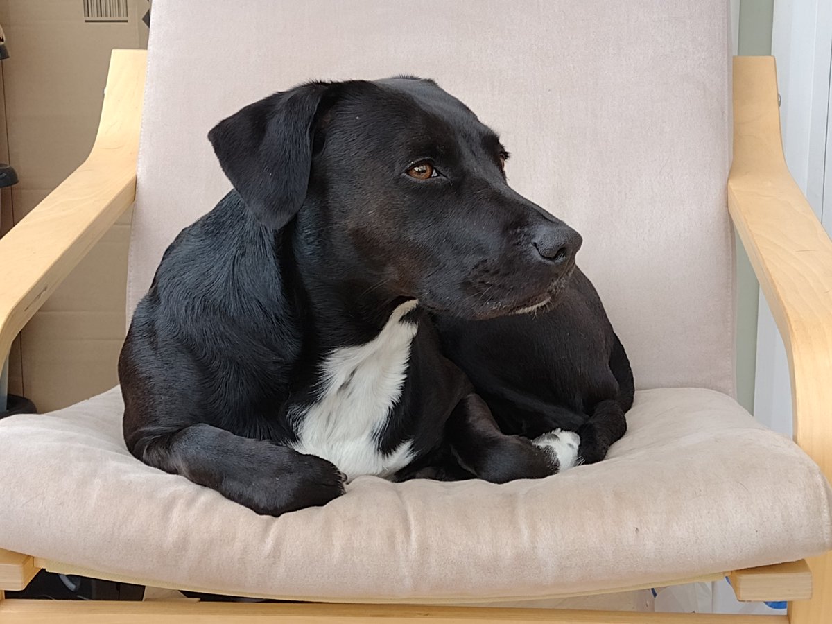 Just back from chasing squirrels in the woods and dad is thinking he'll enjoy a nice sit down with a cup of coffee. Not in THIS chair he won't. 

#DogsofTwittter #TooCuteForWords
