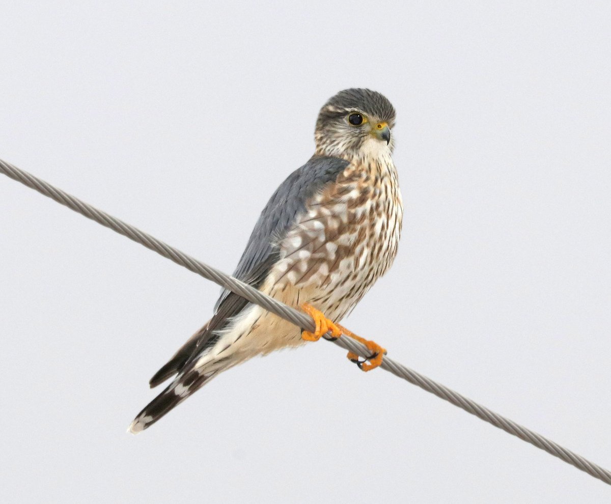 USFWS's tweet photo. Now is the time to start watching for merlins on the move! Migration kicks off in mid-February with most headed to northern breeding grounds by mid-March. Photo courtesy of Alan Schmierer. https://t.co/nnInzTrjJ0 https://t.co/QxZ9TDepu7