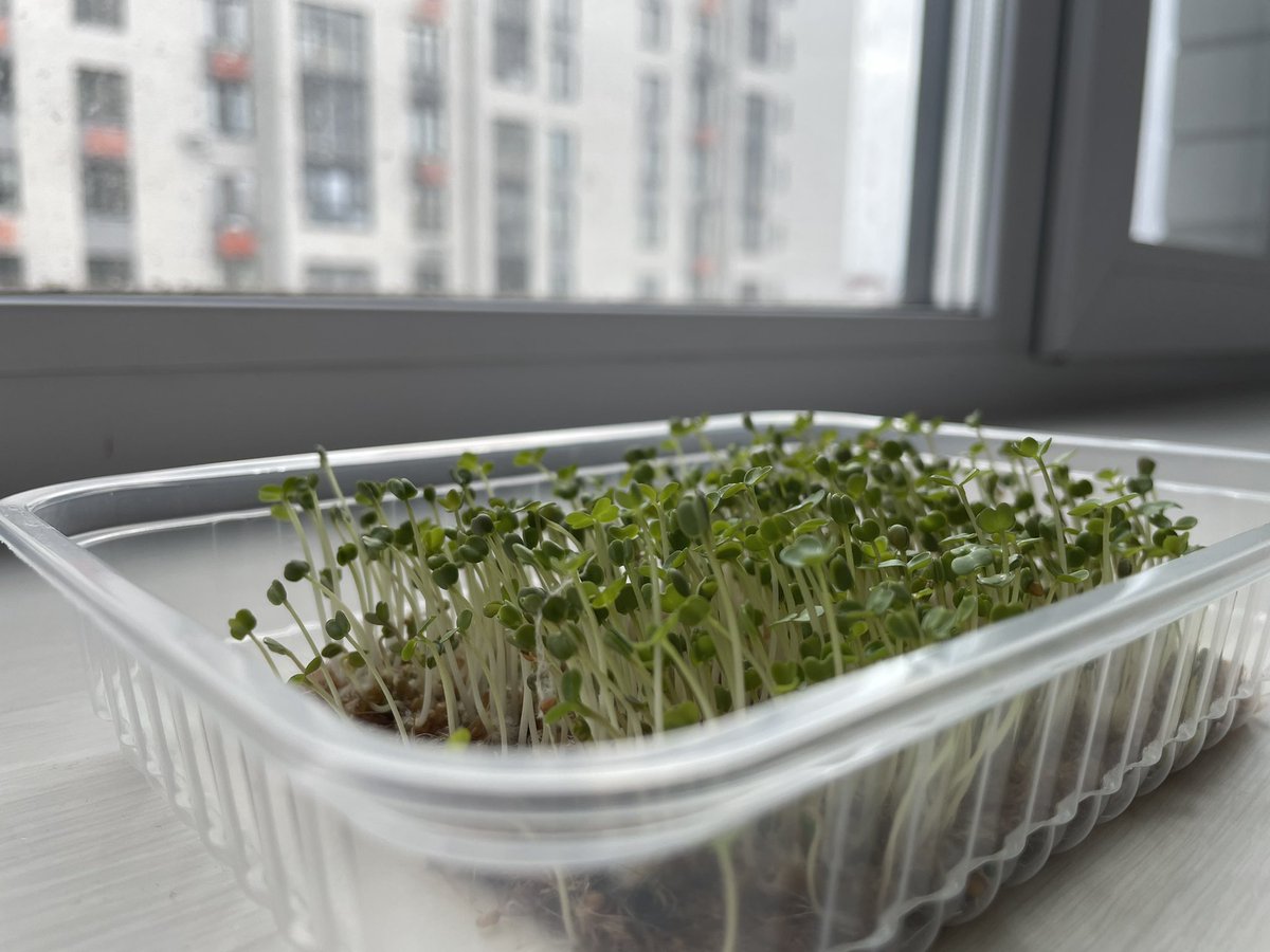 Ладья tweet media