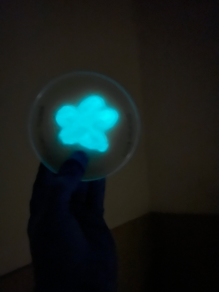 SEUScience's tweet photo. These glowing photos are from Dr. Trish Baynham's microbiology students who were working on bacterial communication called quorum sensing. 

#seuscience #microbiology #quorumsensing

🦑 Read about the bobtail squid in this article: https://t.co/cYssSOIJtM https://t.co/DaFEvIEjeW