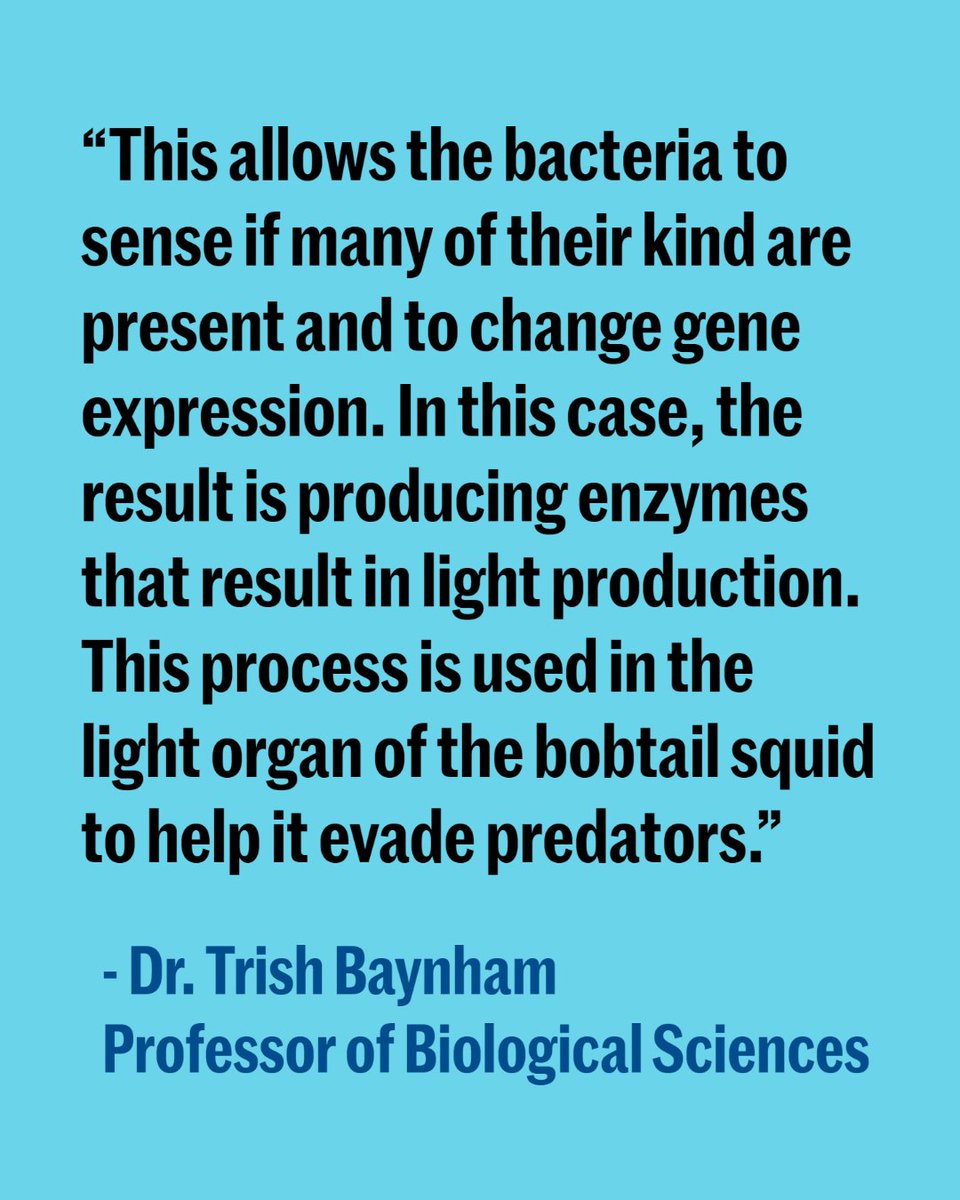 SEUScience's tweet photo. These glowing photos are from Dr. Trish Baynham's microbiology students who were working on bacterial communication called quorum sensing. 

#seuscience #microbiology #quorumsensing

🦑 Read about the bobtail squid in this article: https://t.co/cYssSOIJtM https://t.co/DaFEvIEjeW
