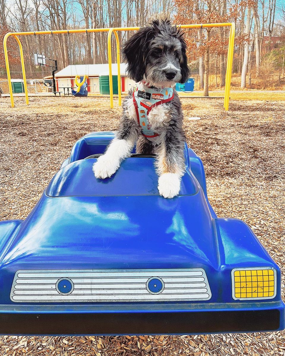 confidence and.... 🐕😎

#rockysuperdog #rockysuperdogadventures #rocky  #dogs #pets #cooldog #pawsome #doggo #camerashy #woof #ilovemydog #cutedog  #pugmania #dogstagram  #dogmeme #dailyfluff #happydog #mansbestfriend #doggoals