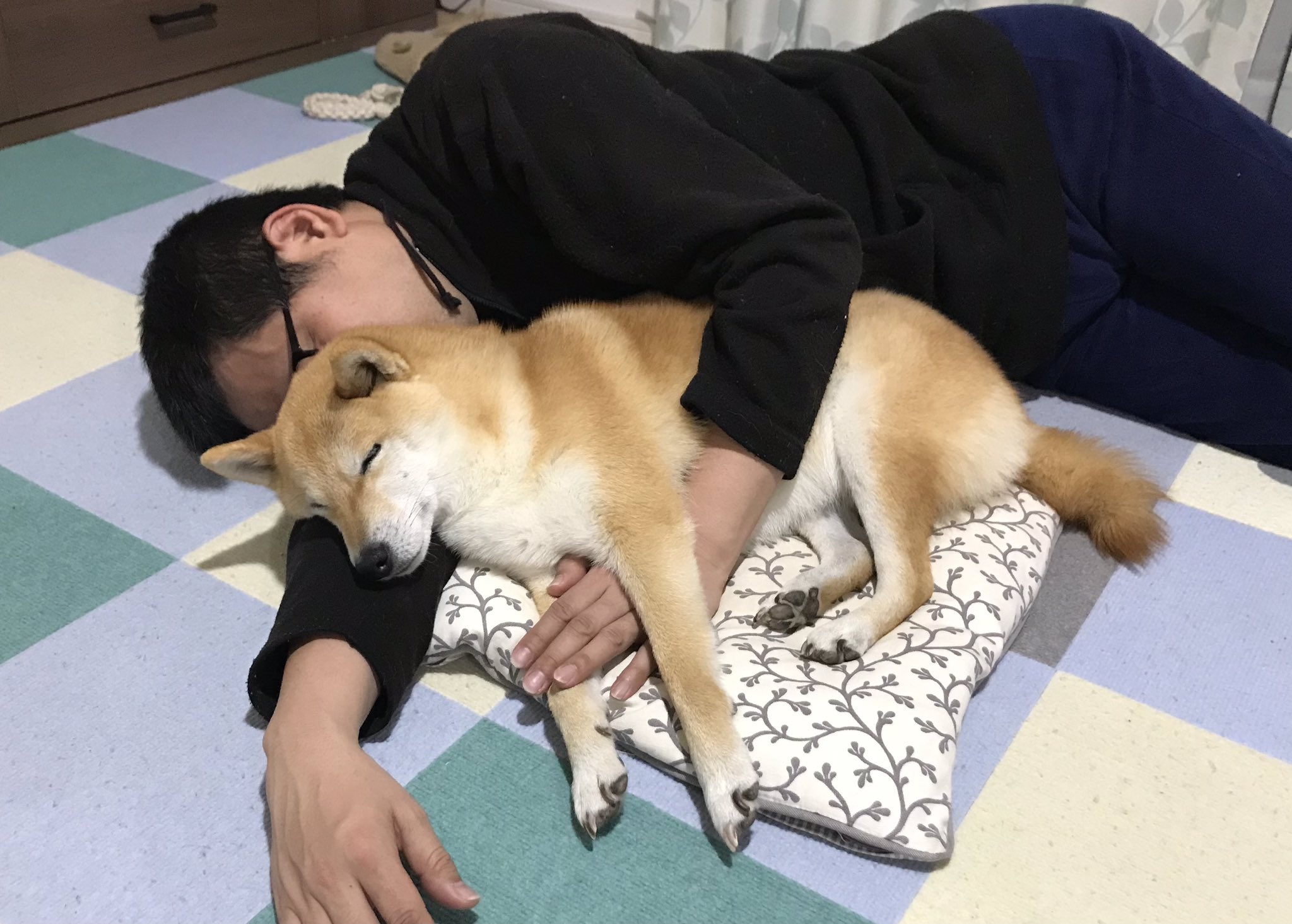 根住あい 犬がクッションの上で腕枕されて 人間が床で寝てる我が家 T Co Ap1gwdj1j8 Twitter