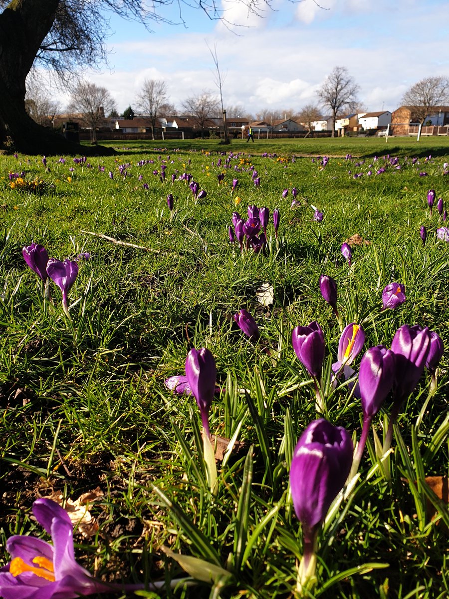 Casually stumbled across the new #crocuses planted by @nottsflix a few months ago. The project is to reintroduce the flower historically linked to the area. These beauts are on Queens Drive Rec 😍
#nottingham #meadows