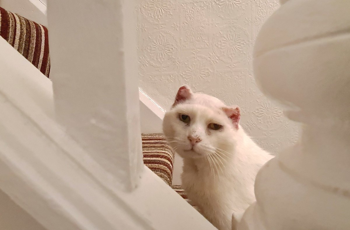 HarryCatTweets's tweet photo. I'm ready for my close up now. Loving my new aerodynamic profile. #CatsOnTwitter #CatRecovery #CatRescue #FIVCatClub #CatsOfTwitter #SmallEars https://t.co/Wa6JlDbna2