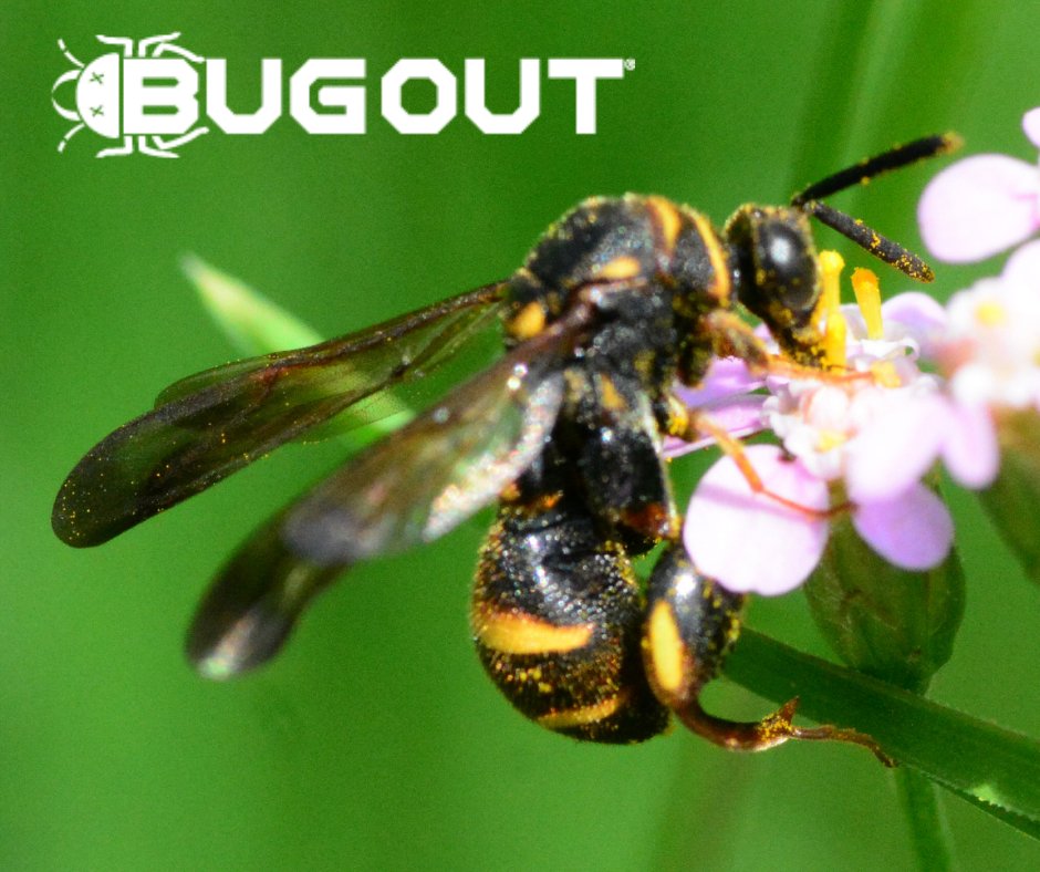 BugOut_Service's tweet image. Why Did It Take Scientists 4 Years for to Identify This Parasitic Insect? Find out below!

Need pest control? Visit bugoutservice.com NOW!

Article:
natureworldnews.com/articles/49139…