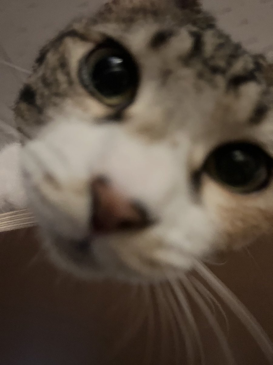 엉니! 할짝♥ #태평이의코딱지ترجمة المنشور