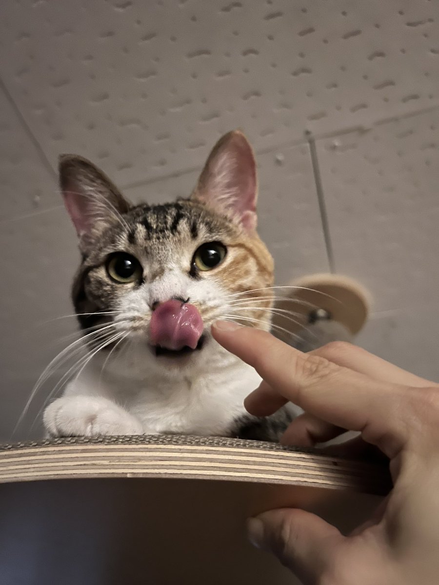 엉니! 할짝♥ #태평이의코딱지ترجمة المنشور