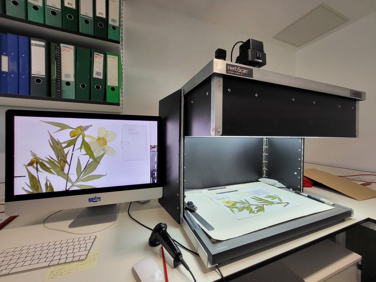 Mark Matthews tweet media