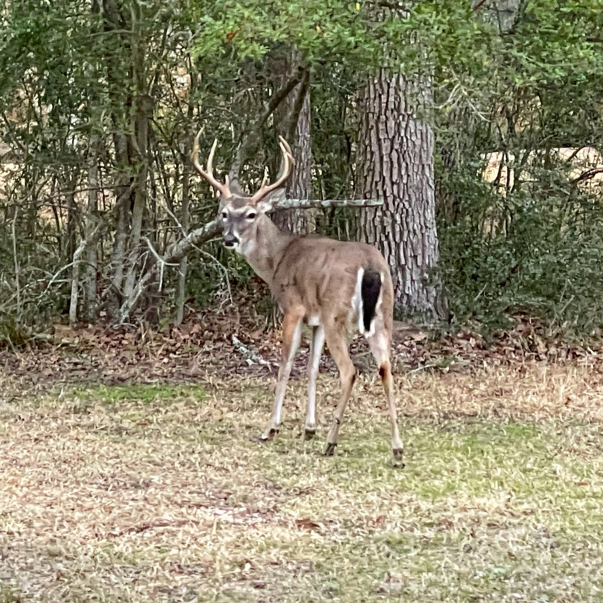 TexasBucketList's tweet photo. That look at Texas buck will give when he’s in your front yard and knows it’s February. #thetexasbucketlist #whereyoubeen #chasingdoes #nextyear https://t.co/kvxIkmOJro
