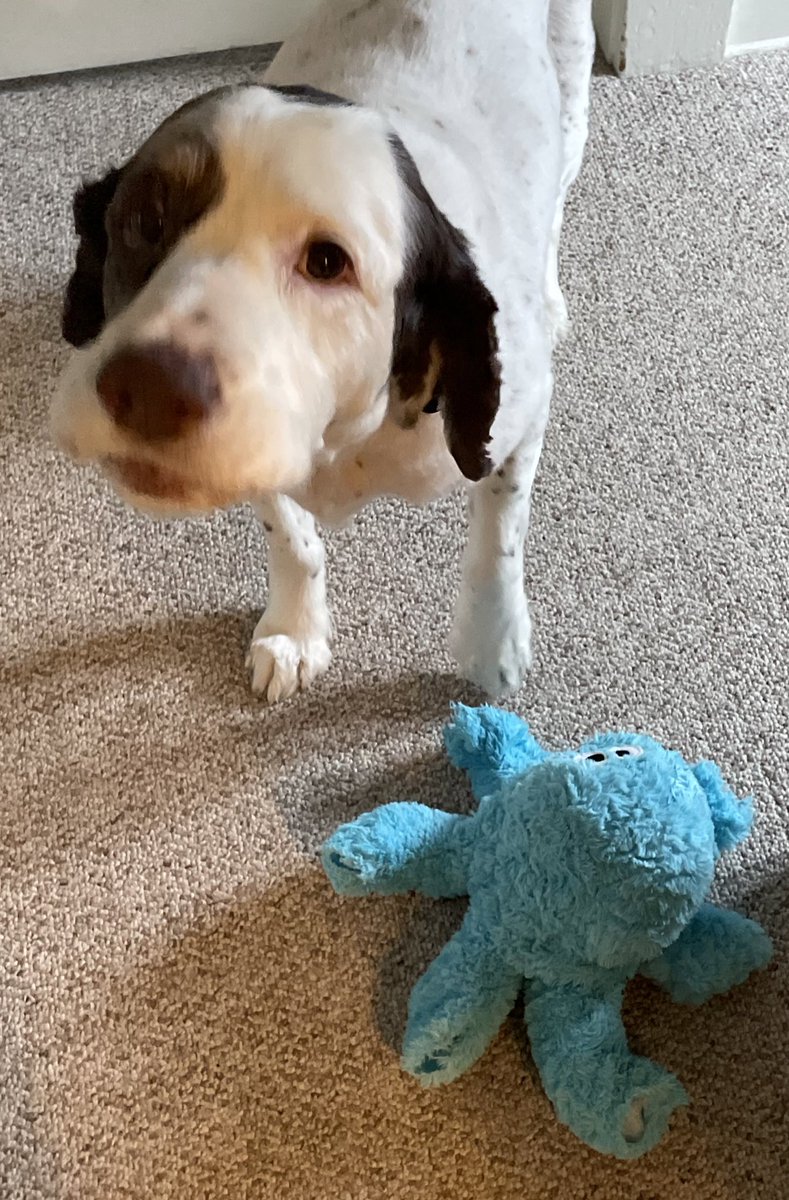 roxerdoxer13's tweet photo. Happy Wednesday, the two day snowstorm is over ☃️. Have a pawsitivly wonderful day and avoid the yellow snow 😁. 🙏🏻❤️🐶 #DogsofTwittter #CatsOfTwitter #YouMatter #love #buildasnowman https://t.co/mvDsEjVqKA