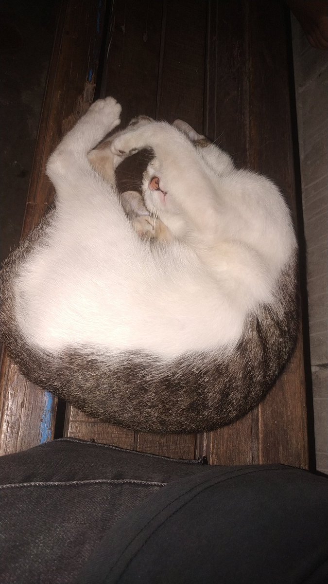 imammen's tweet photo. Si kalo udah dikasih,langsung ditinggal tidur 😮‍💨 https://t.co/x9sIzh2r4L