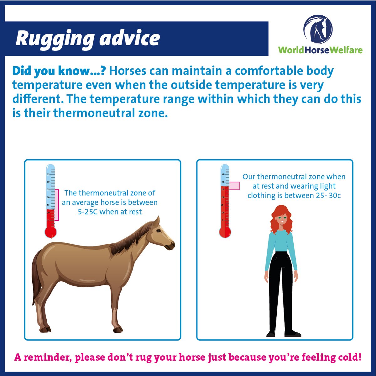 Rugs Temperature For Horses Bryont Blog