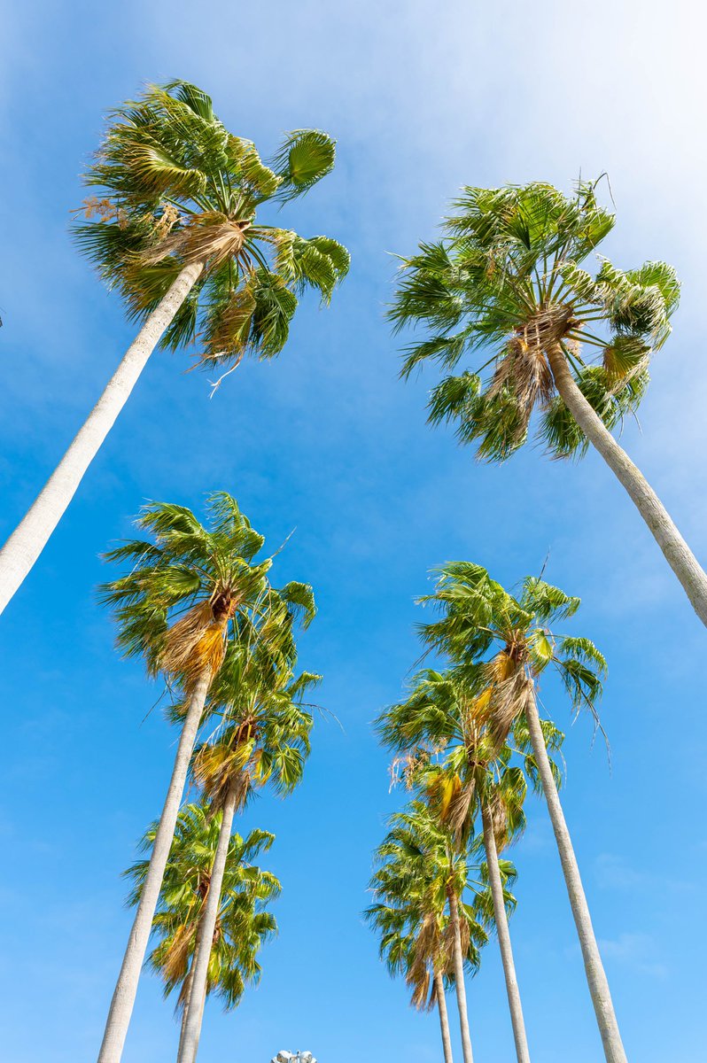 VisitSPC's tweet photo. 10 out 10 would recommend this weather to a friend. ☀️🌴 #Clearwater #Florida https://t.co/hlzjZEO7b7