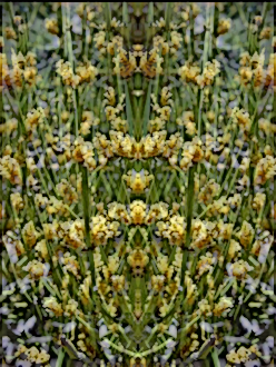 OEdliw's tweet photo. That idea of everything being the same is #negated by about anything there is.  That we have #racemic and #non racemic molecules.
#NFTs 🌞in #bloom - Again Ephedra var$ https://t.co/VVCOTJR0r1