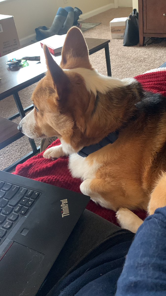 burke_se's tweet photo. @hunterjumper103 He also spends most of the time on the couch 😂 https://t.co/TjdaB7V7AT