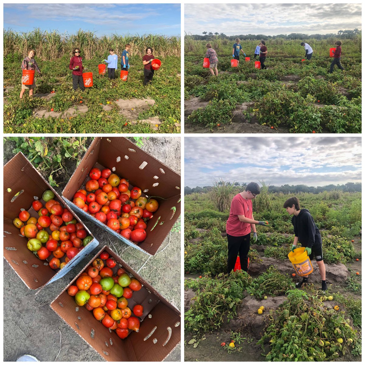 UnityDelray's tweet image. The Builders&apos; Club and CROS Ministries are working together with the Gleaning Program to help feed many families in need in the Palm Beach and Broward Counties. 

#buildersclub #communityservice#leadersintraining #middleschool #crosministries #gleaningprogram #unityschool