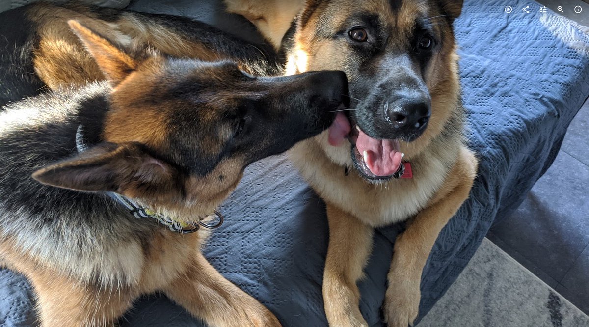 My sister Skyy kissing my other sister Riley. 🐶🐾🐕🐶 #Kissables #sisters #dogs #DogsofTwittter #animals #BFF #LoveYourPetDay #loyalty