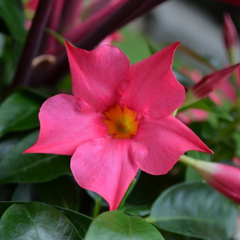 RioDipladenia's tweet photo. Rio dipladenias! More sun, more blooms! #tropicalgardens #ilovegardening https://t.co/ZnvWhgo8po