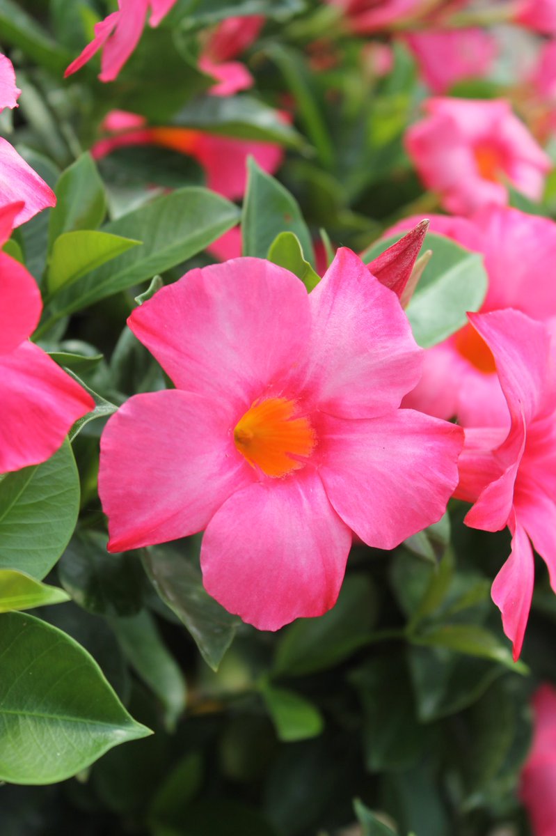 RioDipladenia's tweet photo. Rio dipladenias! More sun, more blooms! #tropicalgardens #ilovegardening https://t.co/ZnvWhgo8po