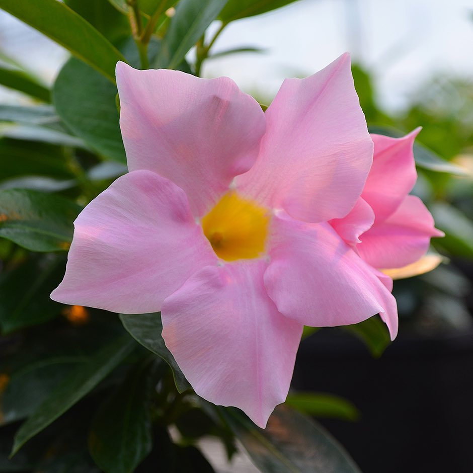 RioDipladenia's tweet photo. Rio dipladenias! More sun, more blooms! #tropicalgardens #ilovegardening https://t.co/ZnvWhgo8po