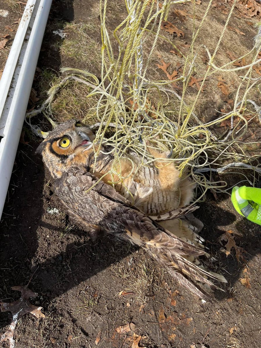 Yesterday Reading Police Officers were called to fields at the Wood End School for a report of an owl trapped in the soccer nets. Officers Graciale and Woodward, along with Massachusetts Environmental Police worked together to free the owl, who then flew off seemingly uninjured!
