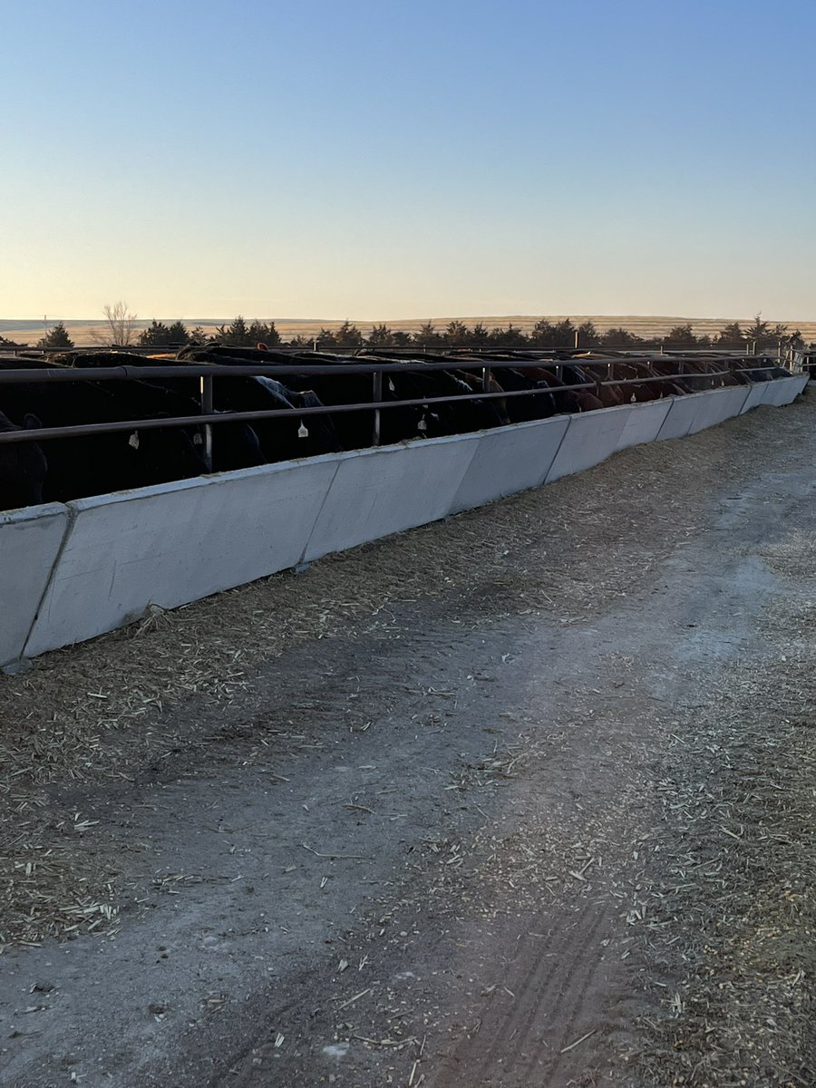 BeefGrund's tweet photo. 🚨 SALE DAY 🚨

Join us today for the 30th Annual Cattleman’s Choice Bull Sale at 1 PM MTN at the ranch!

If you are unable to join us, the sale will be broadcast on DV Auction - https://t.co/LPREkdIYGK

If you have any questions, please don’t hesitate to reach out! https://t.co/Ez1OnYK7YR