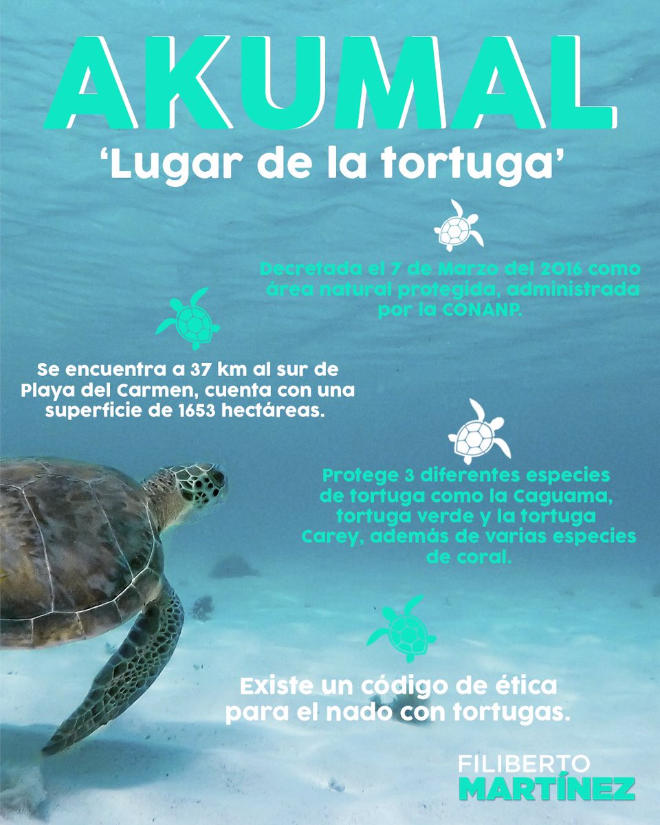 FiliMartinezM's tweet photo. ¿Sabías qué Akumal quiere decir 'Lugar de la tortuga' en Maya? Llamado así por las tortugas que llegan a estas playas una vez al año para desovar, las aguas cálidas y poco profundas, la hacen un destino ideal. Fuente: https://t.co/rTTN0VZsAm #QuintanaRoo #Akumal #Tortugas https://t.co/yAYgR84Uj7