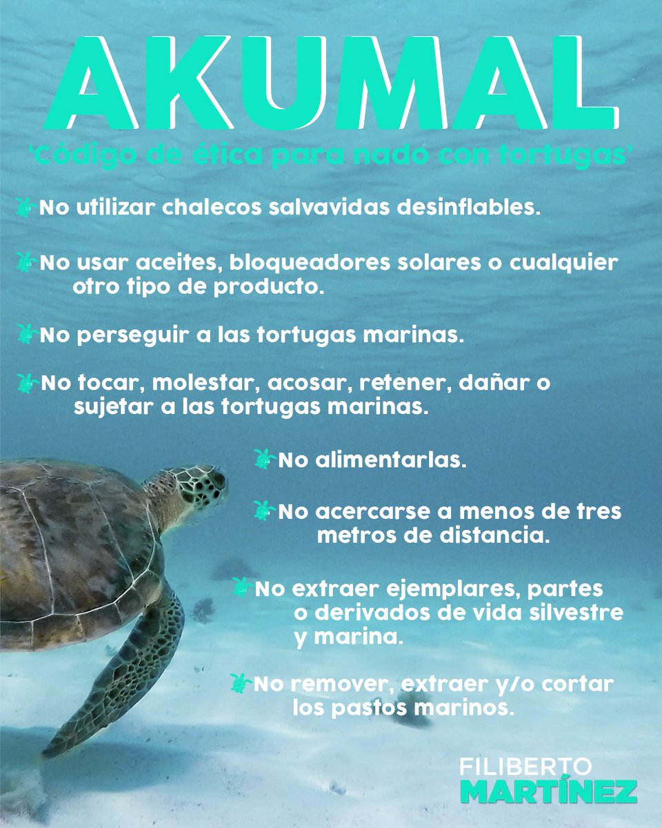 ¿Sabías qué Akumal quiere decir 'Lugar de la tortuga' en Maya? Llamado así por las tortugas que llegan a estas playas una vez al año para desovar, las aguas cálidas y poco profundas, la hacen un destino ideal. Fuente: gob.mx #QuintanaRoo #Akumal #Tortugas