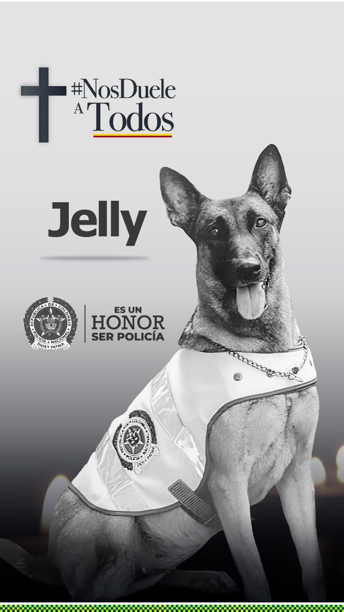 PoliciaColombia's tweet image. También #NosDueleATodos que terroristas arrebaten la vida de nuestros caninos. Hoy la valiente 🐶 'Jely' falleció en #Cúcuta cuando exploraba un artefacto explosivo abandonado. (Ver hilo)
