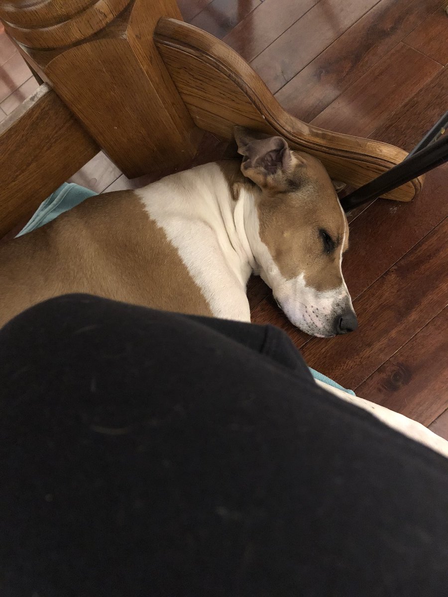 MsMolly_Maggie's tweet photo. Mom got iced in from work this morning, so I’m keeping her company (and her feet warm) while she works. #puppycuddles #sleepydog #workfromhome https://t.co/Z0xzcq1xkH
