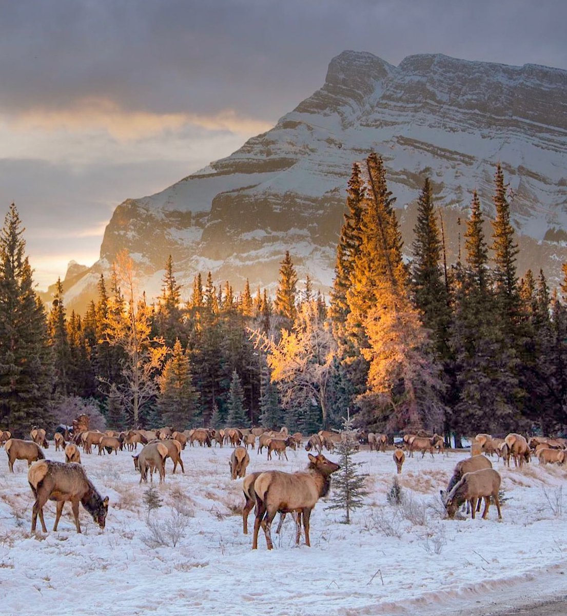 banfflakelouise's tweet photo. Good morning, Banff! Most wildlife is active during dawn and dusk, and the morning light makes for a perfect picture on #WildlifeWednesday 

By appreciating wildlife from a safe distance, you are helping to protect their home and keep them wild.

📸: swissclick_photography/IG https://t.co/Y9JL9MUOU1