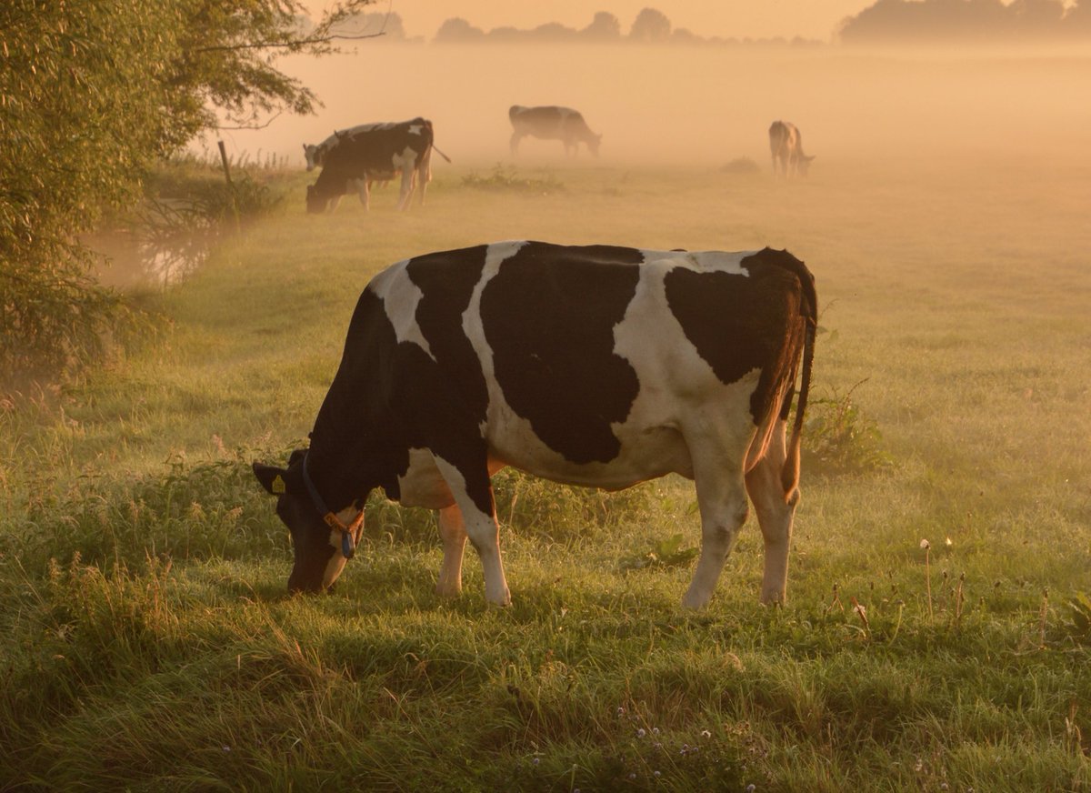 De #kleurindenatuur zijn de #zwart bonte koeien bij ons in de polder.
⁦<a href="/ChrRoland/">🍄Christina Roland 🇺🇦</a>⁩