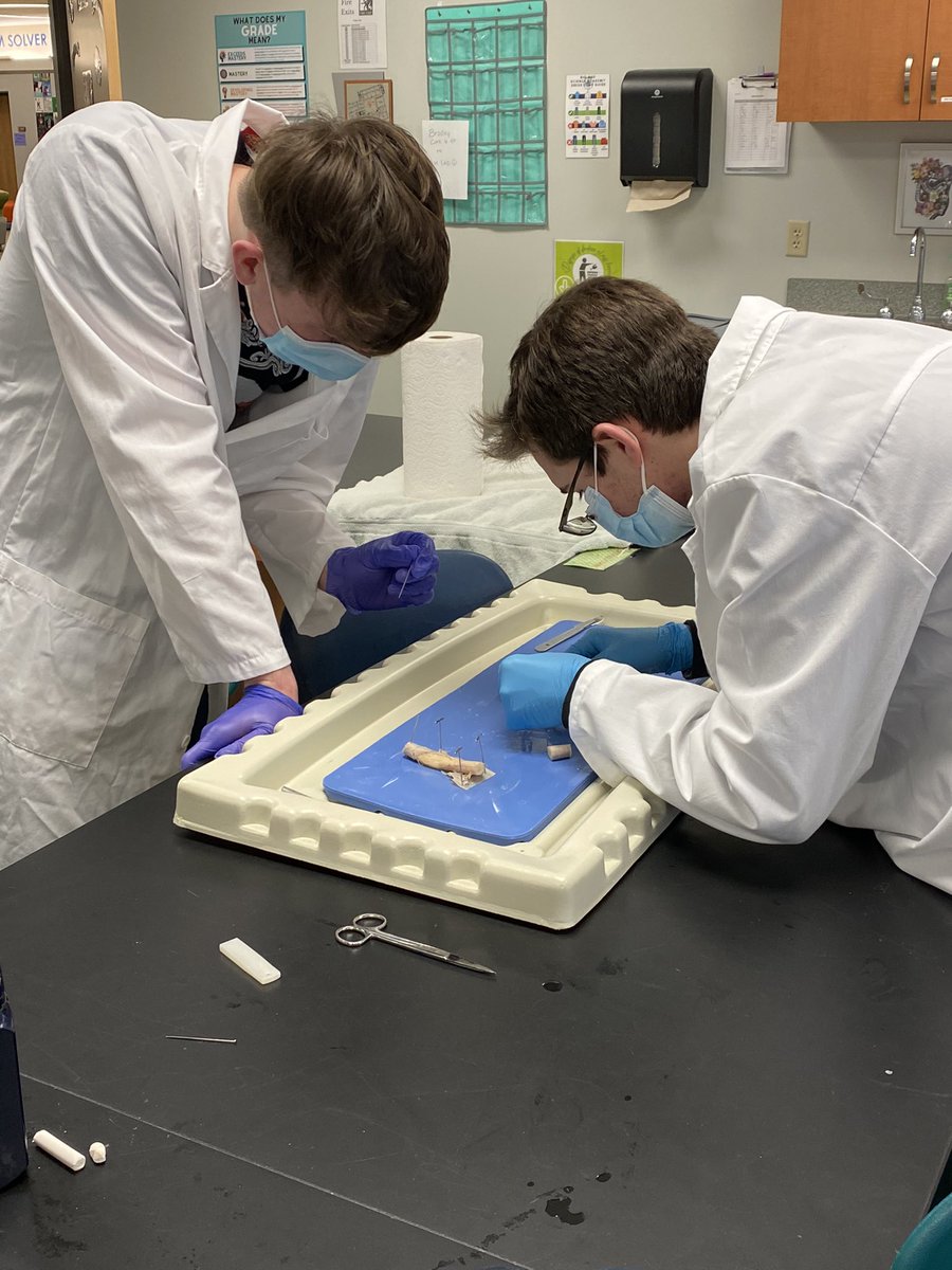 InformedCitizen's tweet photo. Senior A&amp;P students are dissecting bovine spinal cords today. #ourbmsa #OAISS @biomedacademy https://t.co/nRhlbNkGi2